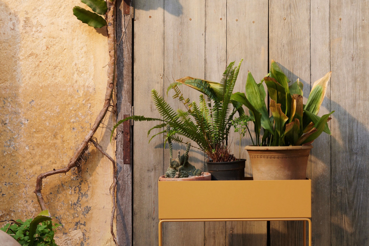 Plant Box bright blue